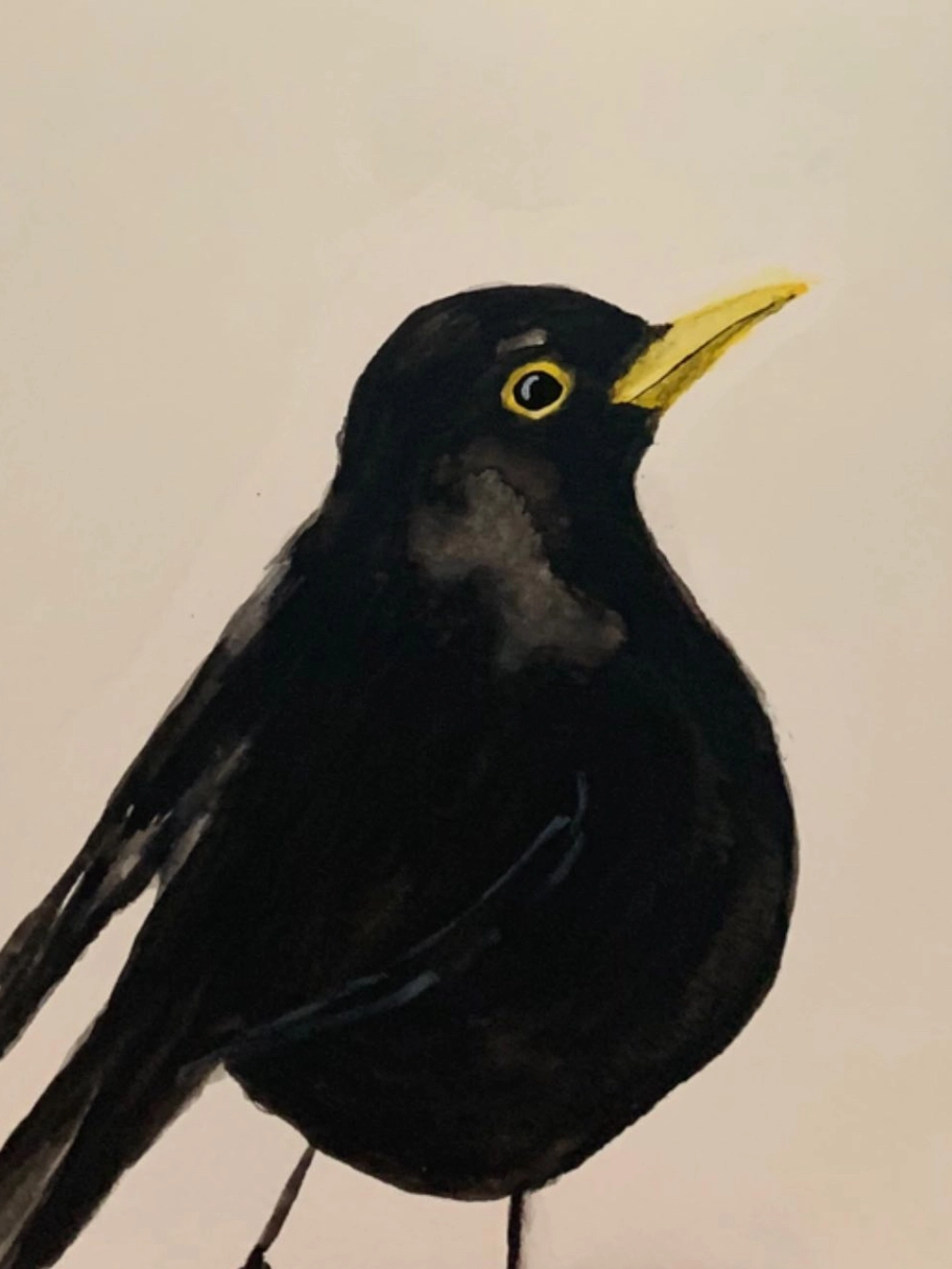 Illustration af solsort